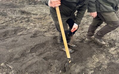 Sadnja hrasta lužnjaka