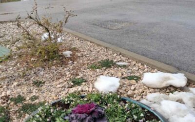 Projekt šafran – Drvo sjećanja