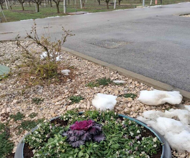 Projekt šafran – Drvo sjećanja