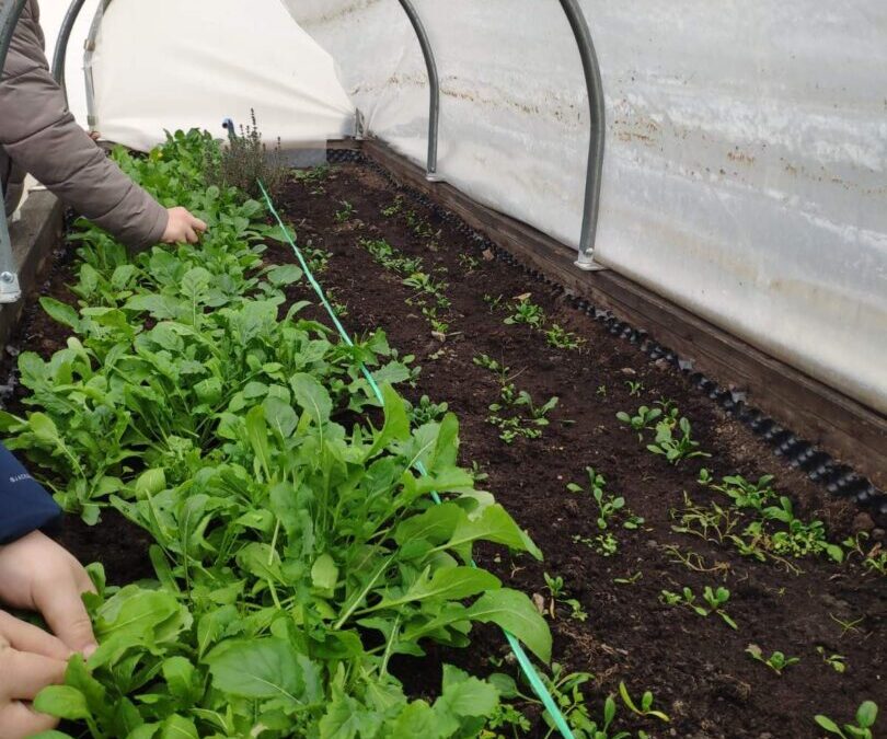 Pomoćni vrtlar: berba rikule