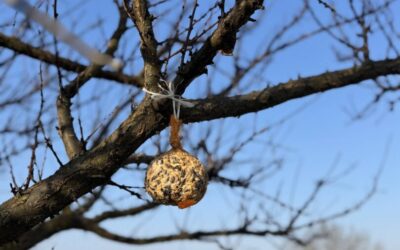 Pomoćnik u hortikulturi: Može li mala promjena u svakodnevnim navikama značiti veliku pomoć za ptice?