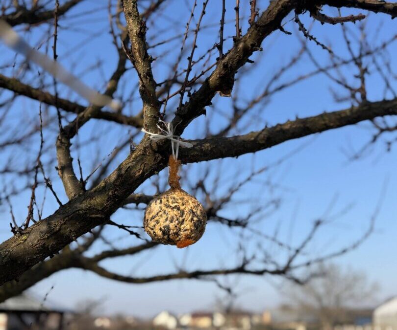 Pomoćnik u hortikulturi: Može li mala promjena u svakodnevnim navikama značiti veliku pomoć za ptice?
