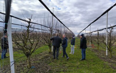 Radionica: Rezidba voćaka